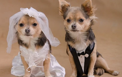 כלבים by shshsh - Ourboox.com