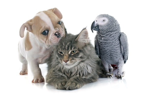 חיות מחמד by shshsh - Ourboox.com