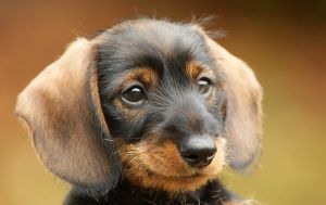 חיות מחמד by shshsh - Ourboox.com