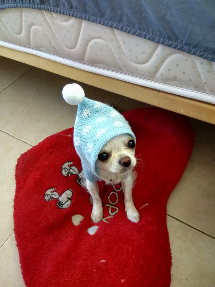 גיזמו by rotem pery - Ourboox.com