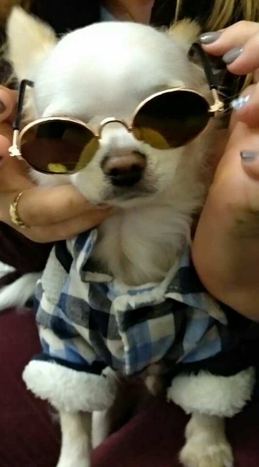 גיזמו by rotem pery - Ourboox.com