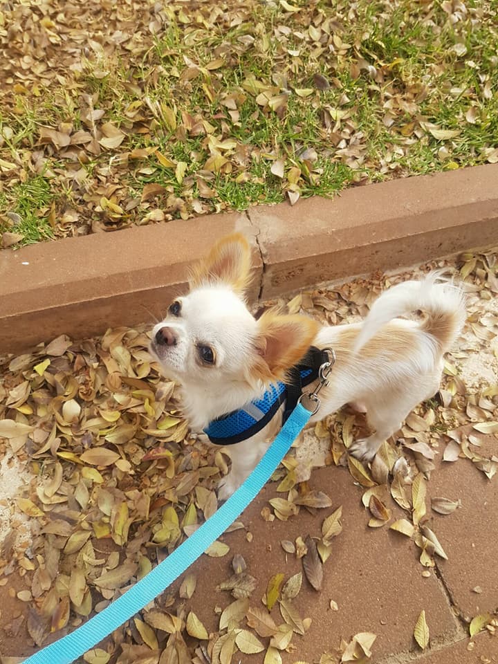 גיזמו by rotem pery - Ourboox.com