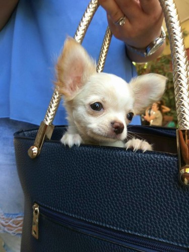 גיזמו by rotem pery - Ourboox.com