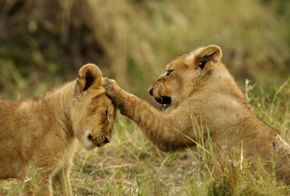 Sammy the lion by Arbel Doron - Illustrated by Shahar & Arbel  - Ourboox.com