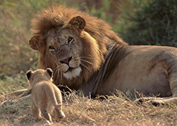 Sammy the lion by Arbel Doron - Illustrated by Shahar & Arbel  - Ourboox.com