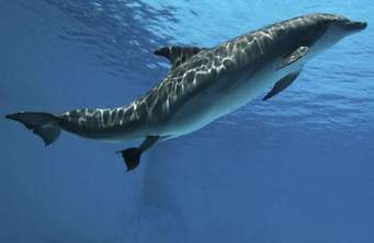 ماذا ترى في الصورة