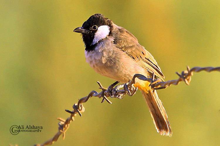 safaa by safaa - Ourboox.com