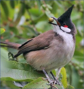 safaa by safaa - Ourboox.com