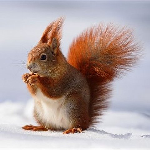 Тварини by Alina Sosopal - Ourboox.com