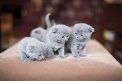 Тварини by Alina Sosopal - Ourboox.com