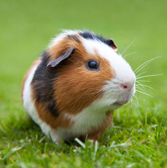 Тварини by Alina Sosopal - Ourboox.com