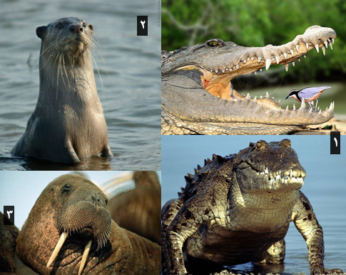 البرمائيات by Mona Mhameed - Ourboox.com