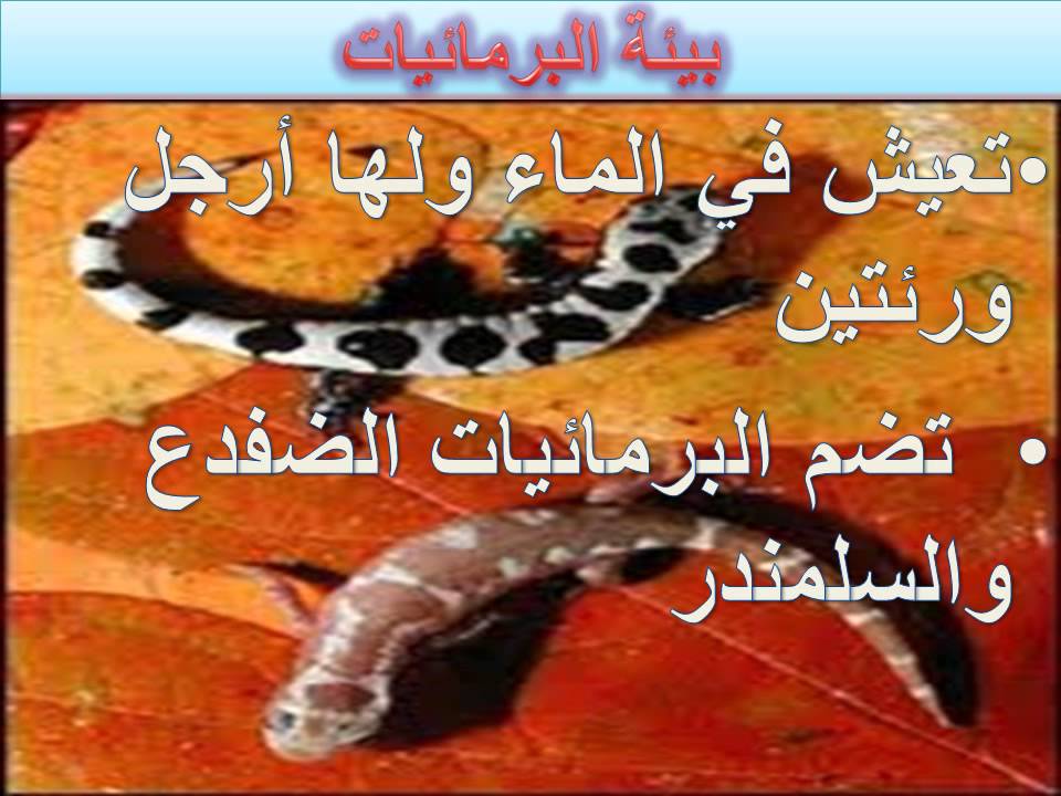 البرمائيات by Mona Mhameed - Ourboox.com