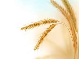 מתכונים לשבועות by Liron - Ourboox.com