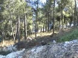 עבודת השורשים שלי: by lirazs - Ourboox.com