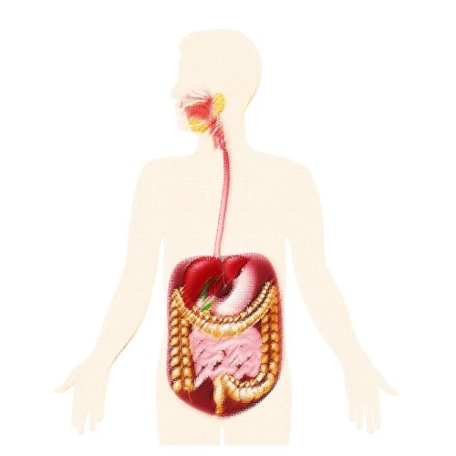מערכת העיכול by Nomi  - Ourboox.com