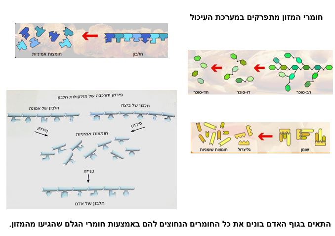 מערכת העיכול by Nomi - Ourboox.com