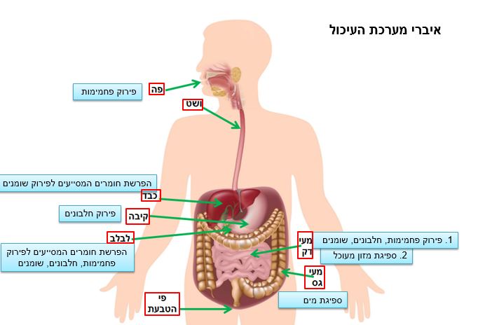 מערכת העיכול by Nomi - Ourboox.com