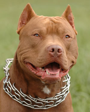 כלבים by bvurth - Ourboox.com