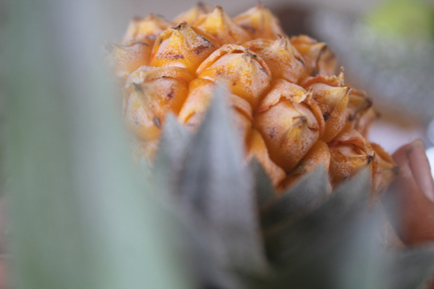 עבודת חקר בצילומי מזון by NOA FIMA - Illustrated by נועה פימה - Ourboox.com