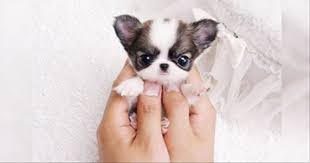 כלבים by shshsh - Ourboox.com