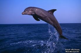 الدولفين by alnbare - Ourboox.com