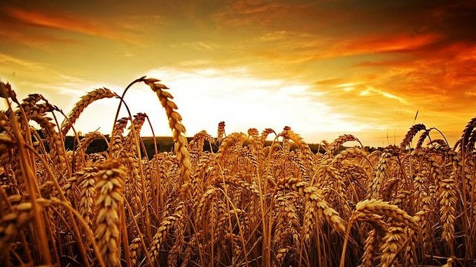 חג שבועות by shirly nahum - Illustrated by שירלי נחום - Ourboox.com