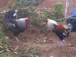 الديك والنسر by bian - Ourboox.com