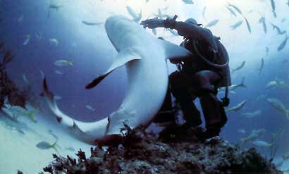 כריש by sus sus - Ourboox.com