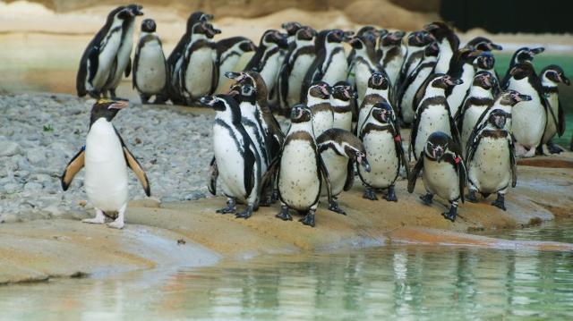 גן חיות בילאל by bilalhaco - Ourboox.com