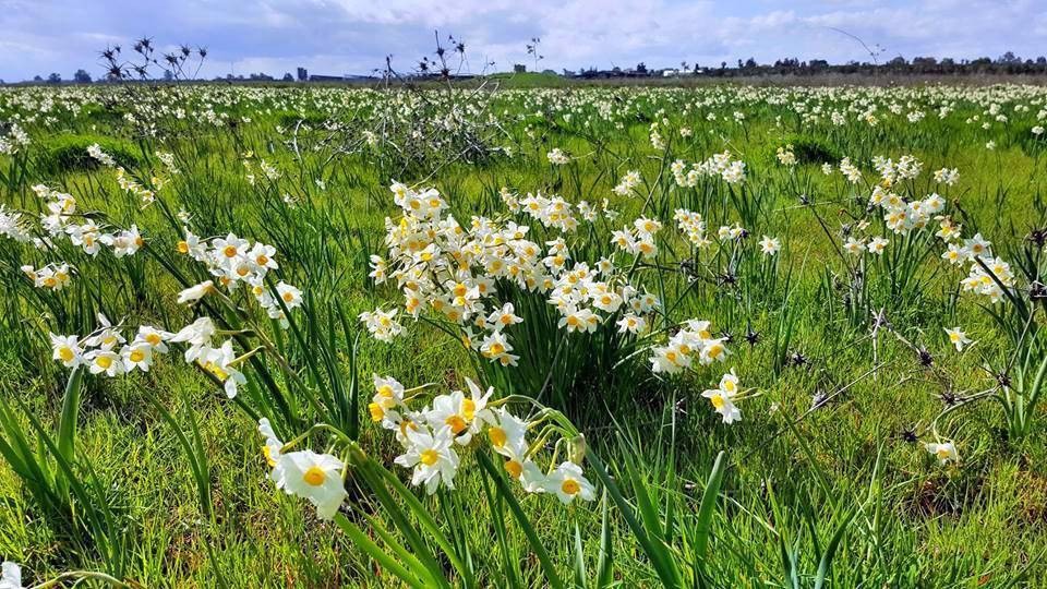 אנו נצא לטיול שנתי בתאריכים 18-21.11.18. הטיול מתקיים באזור הגליל העליון. אנו נטייל בנחלים, שמורות טבע, אטרקציות ומלא הפתעות. ביום הראשון יש להצטייד באוכל, 3 ליטר מים, נעליי הליכה ולבוש אולם. יש להגיע עם אישור הורים, תלמיד שלא יגיע עם אישור זה לא יכול לצאת לטיול. טיול מהנה, אוהבים צוות ההנהלה : by shir cohen - Ourboox.com