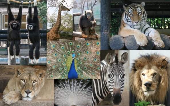 גן חיות פאטמה by fatma - Ourboox.com