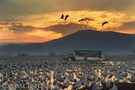 דרום רמת הגולן , הכנרת ואזור הגליל העליון by adi dadon - Ourboox.com