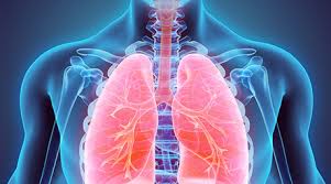 מערכת הנשימה by lin sandler - Illustrated by לין סנדלר - Ourboox.com