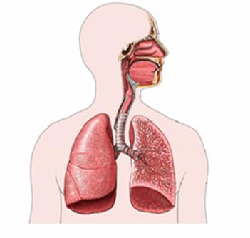 מערכת הנשימה by lin sandler - Illustrated by לין סנדלר - Ourboox.com