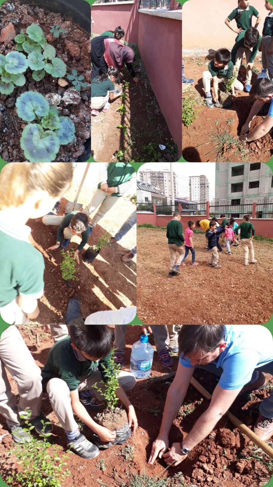 Doğamı Seviyorum Bitkilerimi Yetiştiriyorum by yesimgulburnu - Ourboox.com