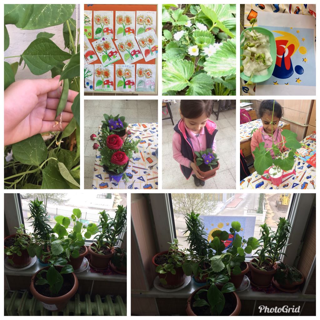 Doğamı Seviyorum Bitkilerimi Yetiştiriyorum by yesimgulburnu - Ourboox.com