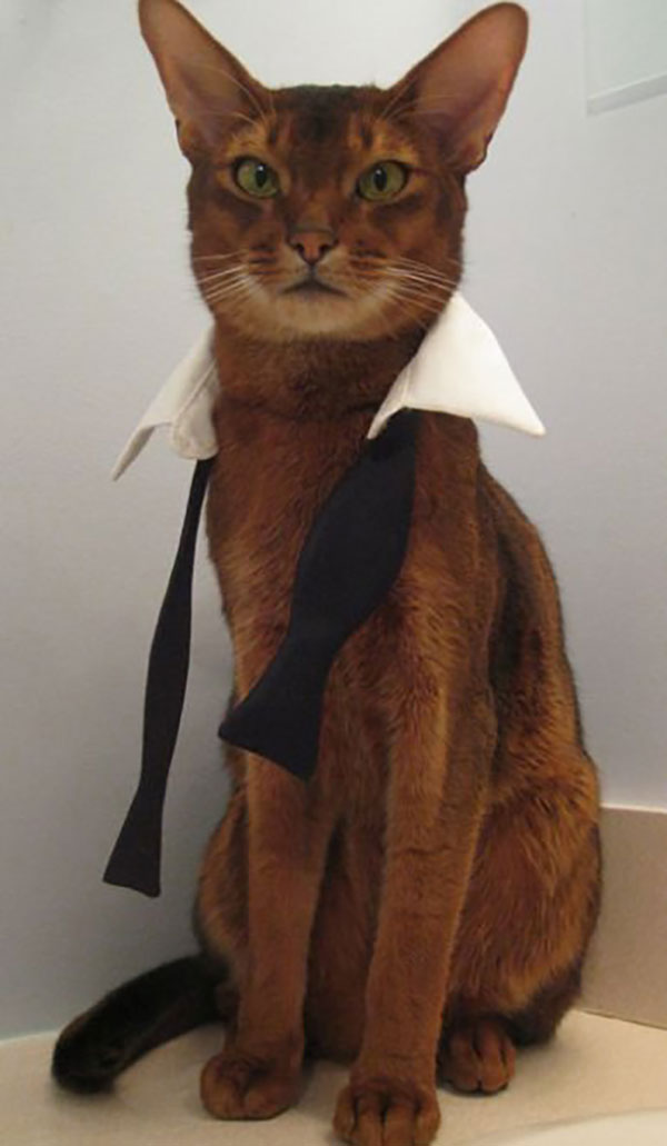 The amazing cat by sara - Ourboox.com