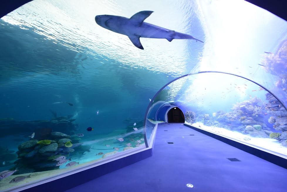 המצפה התת ימי