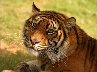 ספר המלצות ג3 by oshritcohennaki - Ourboox.com