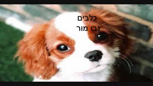 כלבים נבו by shshshshsh - Illustrated by נבו מור - Ourboox.com