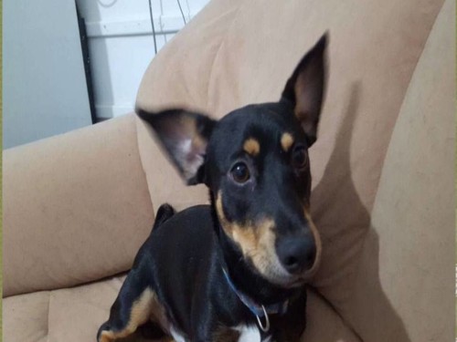 ניסו הכלב שלי by shshshshsh - Illustrated by נעמי  - Ourboox.com