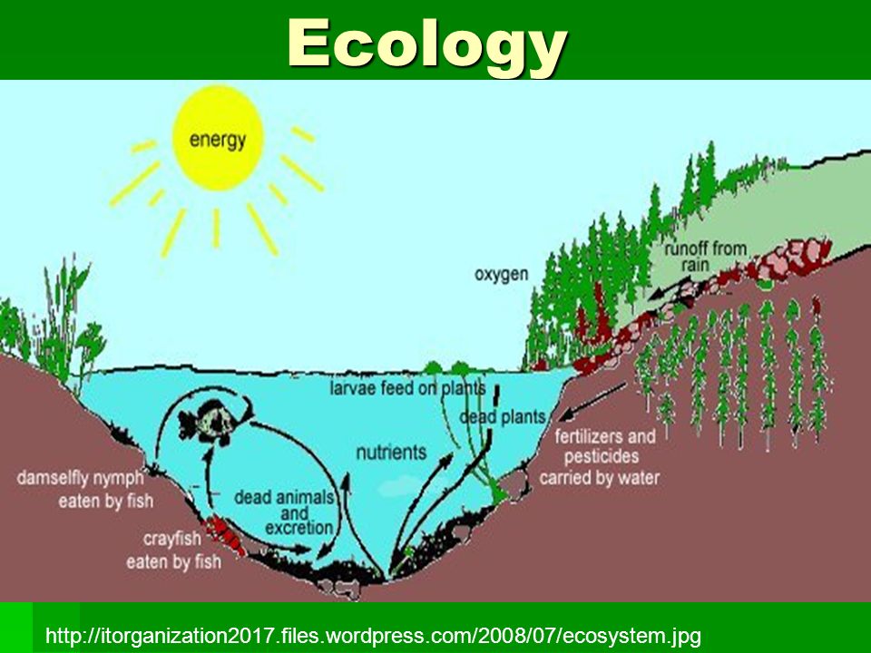 Ecology by Reut Lerer - Ourboox.com