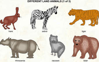 Animals by Einat Aharoni - Ourboox.com