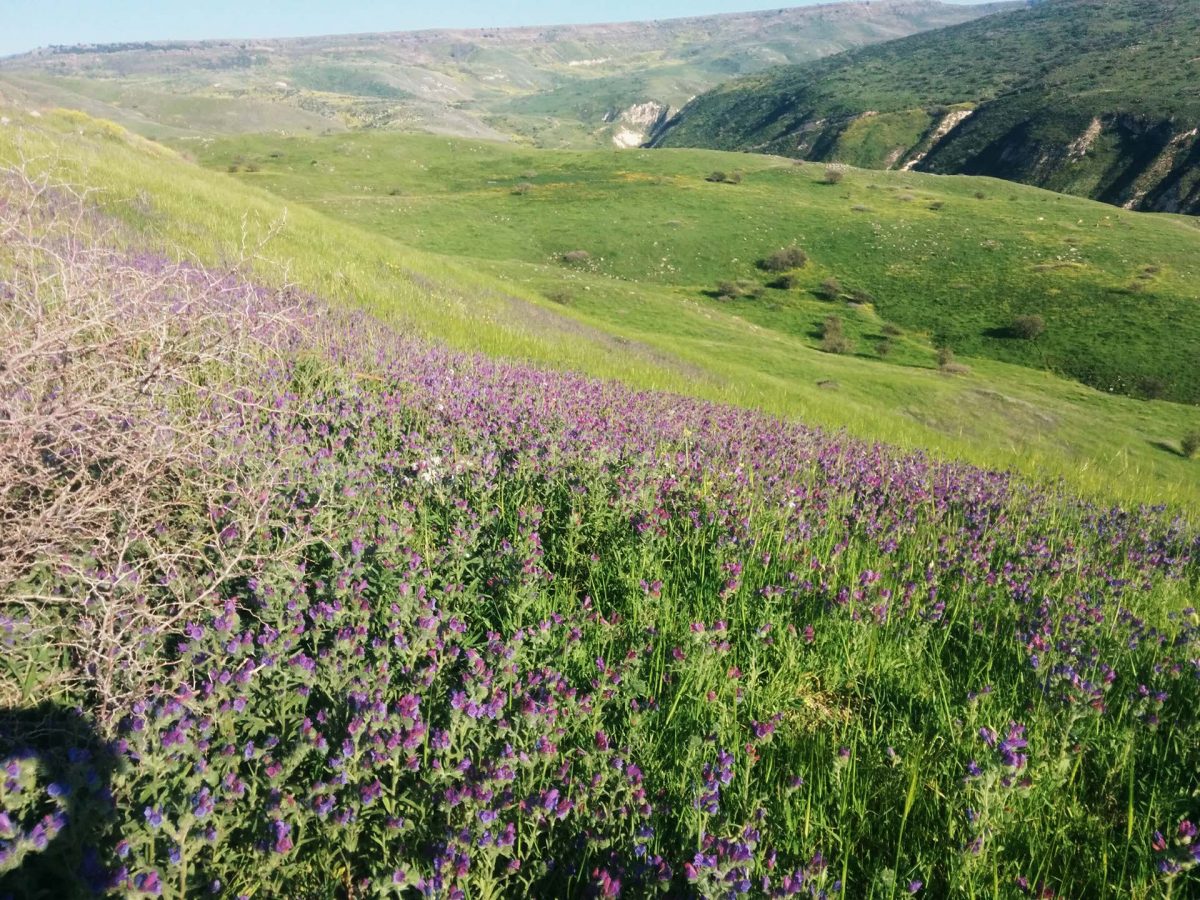 טיול שנתי שכבת י”א אל רמת הגולן by rotem halbwax - Illustrated by בית ספר "אורט גוטמן", נתניה. - Ourboox.com