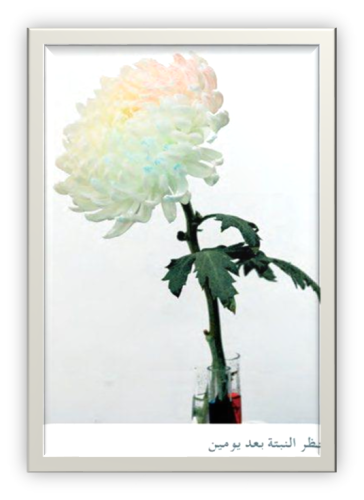 جهاز النقل في النباتات by Asmaa Zine - Illustrated by اسماء زيني - Ourboox.com