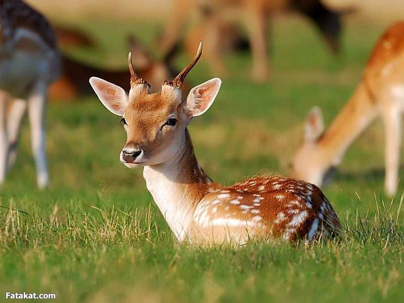 عجائب الحيوانات by reham - Ourboox.com