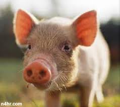 عجائب الحيوانات by reham - Ourboox.com