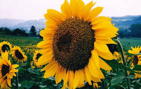 מעברים by safra a - Ourboox.com