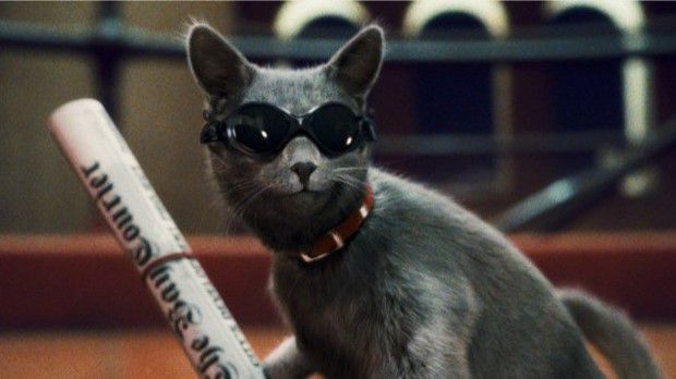 THE AMAZING CAT by sara - Ourboox.com